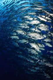 Banc De Carangues Poissons Poisson Vie Sous Marine Et Plongee