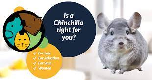 Bangor, ards and north down. Chinchilla Rodents For Sale Ukpets