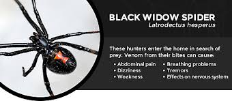 Any commercially available pesticide which kills spiders will effectively kill black widow spiders. How To Get Rid Of Spiders In The House