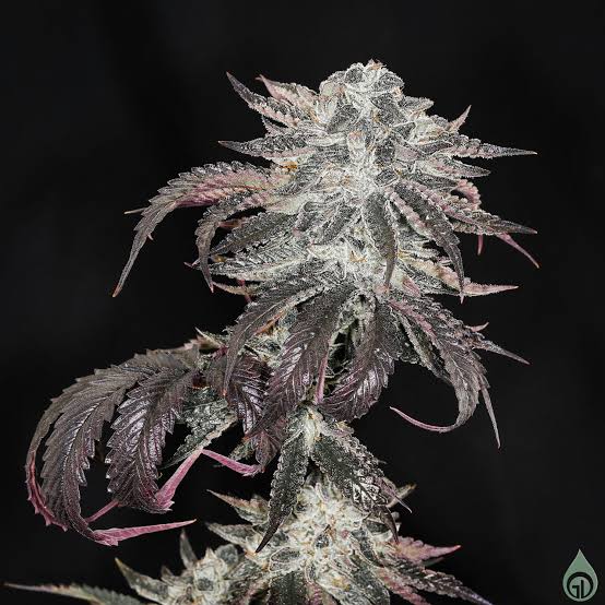 Resinous trichomes containing rich pinene and myrcene terpenes, AI generated