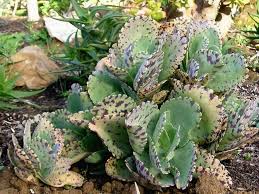 Image result for Kalanchoe marmorata