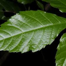 Image result for Allophylus abyssinicus