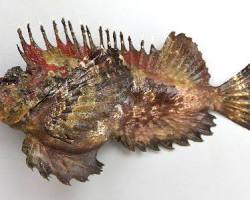 オニオコゼ 魚の画像