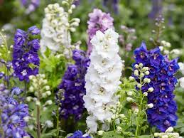 25 Classic Cottage Garden Flowers Delphinium Flowers Larkspur Flower Birth Month Flowers