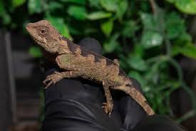 Image result for Alectra picta