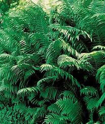 Ostrich Fern Seeds And Plants Perennnial Flowers At Burpee Com Shade Perennials Fern Seeds Ostrich Fern