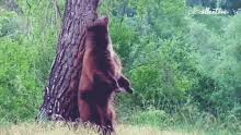 Cbc news vancouver at 6. Bear Scratching Back On Tree Gifs Tenor