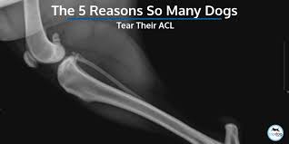 They also help the dentist find and. The 5 Reasons So Many Dogs Tear Their Acl Topdog Health