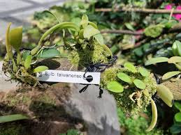 Image result for Bulbophyllum kivuense