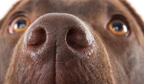 We have a veterinarian and personnel on duty monday through friday who are trained and equipped to handle urgent care that your pet may have. Pet Clinic St Francis Pet Clinic Santa Barbara Ca