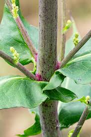 Image result for Lactuca ugandensis