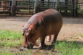 See more of kebun binatang on facebook. Kuda Nil Koleksi Kebun Binatang Surabaya Picture Of Surabaya S Zoo Surabaya Tripadvisor
