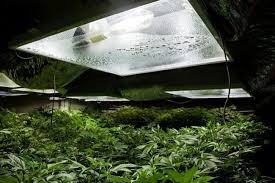 The grower's only solution is to move the light to the side. Can Side Lighting Significantly Increase Cannabis Yields Rqs Blog