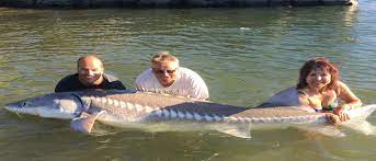 In recent years sturgeon retention in oregon has been limited to the mainstem columbia river from the wauna power lines downstream to buoy 10 as well as youngs bay and some washington tribs. Columbia River Sturgeon Fishing Charters The Best Experience Around