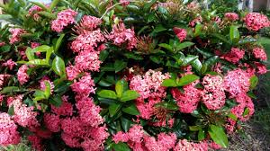 Image result for Ixora praetermissa