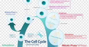 Each stage of interphase has a distinct set of specialized biochemical processes that prepares the cell for initiation of cell division (see figure below). Cell Cycle Mitosis Interphase Cell Division Cell Division Text Logo Cell Png Pngwing
