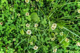 Be mindful that this approach will also kill any grass that gets under the plastic. How To Kill Clover Without Weed Killers My Home Turf