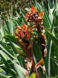 Image result for Beschorneria sp. (Biegel 5357)