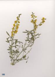 Image result for Crotalaria decora
