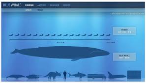 Http Animals Nationalgeographic Com Animals Blue Whale Interactive Blue Whale Whale Blue Whale Size