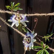 Image result for Passiflora caerulea