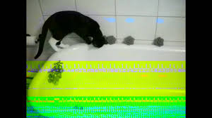We did not find results for: Cat Shock Collar Vs Bathtub Youtube