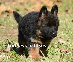 Long Coat German Shepherd Puppies At Grunwald Haus Usa German Shepherd Puppies Dogs And Puppies German Shepherd