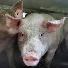 Schlachthof: Schwein tötet Metzger mit Hackbeil, kurz vor Schlachttermin |  STERN.de