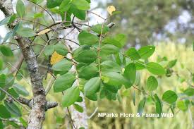 Image result for Sonneratiaceae