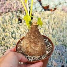 Image result for Raphionacme hirsuta