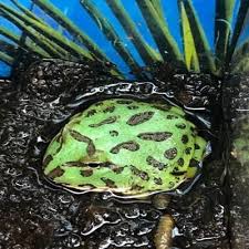 Keep your pacman frog happy and healthy by avoiding these ten signs of an unhealthy pacman frog. Green Pac Man Frog Baby Ceratophrys Cranwelli Jungle Bob S Reptile World