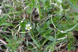 Image result for Cerastium afromontanum