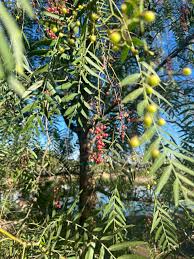 Image result for Schinus molle