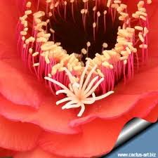 Image result for Craibia grandiflora