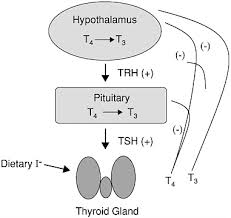 2 Pathophysiology And Diagnosis Of Thyroid Disease