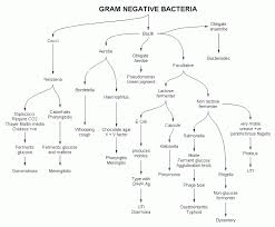 unknown bacteria flow chart gram positive