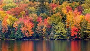 Fall Leaves and Foliage Facts | Petal Talk