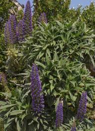 Image result for Echium