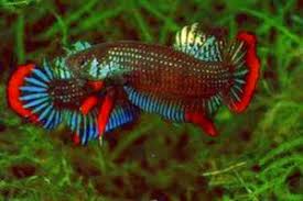 The fish has special qualities and fighting skills (or should we say aggressiveness). Betta Fish Fighting Best Betta Fish Care Technique