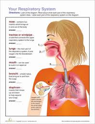 Respiratory System Diagram Worksheet Education Com Human Respiratory System Respiratory System Activities Respiratory System Projects
