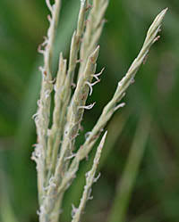 Image result for Phacelurus gabonensis