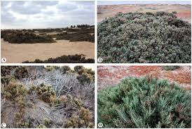 Image result for Sarcocornia decumbens