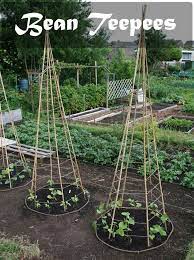 Planting Beans Growing Pole Beans Runner Bean Plant Pole Bean Seeds Bush Beans Plant Green Bean Seeds Garden Bean Vegetable Garden Design Veggie Garden Plants