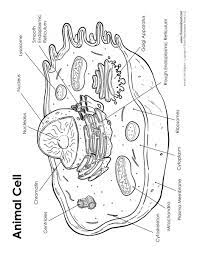 Animal Cell Labeled Jpg 927 1200 Animal Cell Drawing Animal Cell Project Animal Cells Worksheet
