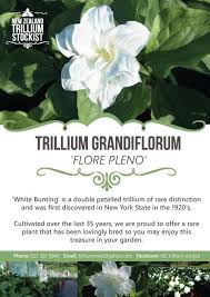 Nz trillium stockist, lake hawea, new zealand. Nz Trillium Stockist We Are Excited To Be Sending Out Our First Round Of Trilliums Orders To Nz Gardeners It S Not To Late To Get In On Our Upcoming Delivery Just