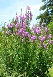 Praemorsa) blooms from august to october. Correll S False Dragonhead Obedient Plant Hummingbird Plants Almost Eden