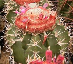 Por favor vea abajo muchas formas de decir cactus en diferentes idiomas. Melocactus Curvispinus Wikipedia La Enciclopedia Libre