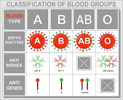 Chart Of Blood Type Background Information Clinic Blank