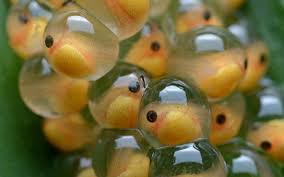 Fish Eggs Macro Wallpapers 2560x1600 777374 Frog Eggs Lifecycle Of A Frog Guppy Fish