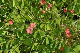 Image result for Oxalis tetraphylla